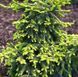 Ель восточная Скайлендс. (Picea orientalis Skylands) С20, выс 120+см CS2124 фото 5