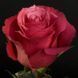 Троянда Черрі О. (Cherry O) Ч/Г CS1097 фото 1