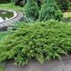 Ялівець козацький Рокері Джем. (Juniperus sabina Rockery Gem) С3 CS2224 фото 1