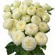 V10128 фото 1