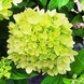 Гортензия метельчатая &laquo;Лаймлайт&raquo; (Hydrangea paniculata Limelight) С10, 5-летняя V66487 фото 2