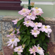 Клематис Innocent Blush - 2группа V108001 фото 3