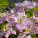 Клематис Innocent Blush - 2группа V108001 фото 2