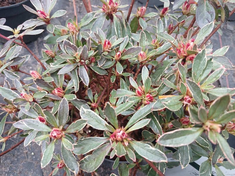 Рододендрон Hot Shot Variegata с красочной пестрой листвой &mdash; контейнер С3