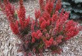 Барбарис Тунберга Флоренс. (Berberis thunbergii Florence) С3 CS2478 фото