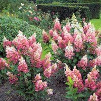 Гортензія волотиста Пінк Даймонд. (Hydrangea paniculata Pink Diamond) ШТАМБ CS2678 фото