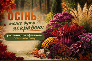 Осінь може бути яскравою: рослини для ефектного осіннього саду фото