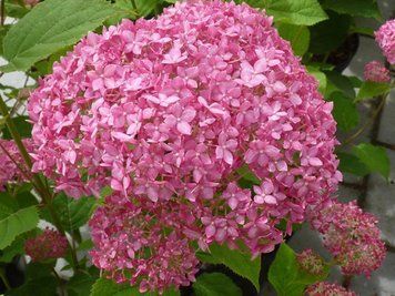 Гортензия древовидная Пинк Анабель. (Hydrangee arborescens Pink Annabelle) С3 CS2778 фото