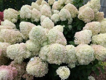 Гортензія волотиста Лівінг Саммер Сноу. (Hydrangea paniculata Living Summer Snow) С3 CS2728 фото