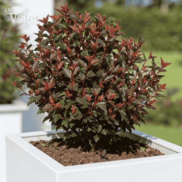 Пузыреплодник Magical Sweet Cherry Tea C5 купить &mdash; декоративный кустарник для изгороди V10037 фото