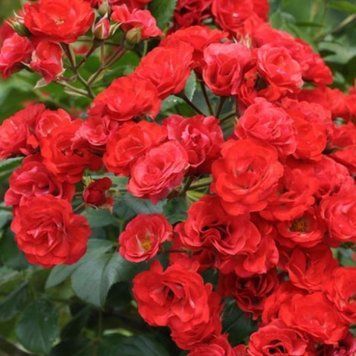 Роза Скарлетт Мейяндекор (Ред Фейри). (Scarlet Meillandecor) Почвопокровная в горшке 4л