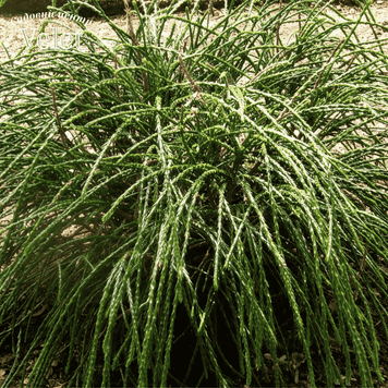 Туя складчатая Випкорд (Thuja plicata Whipcord), контейнер C3 V6329 фото