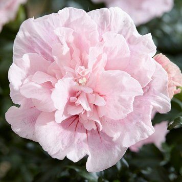 Гібіскус сирійський Пінк Шифон. (Hibiscus syriacus Pink Chiffon) Р9 CS2628 фото