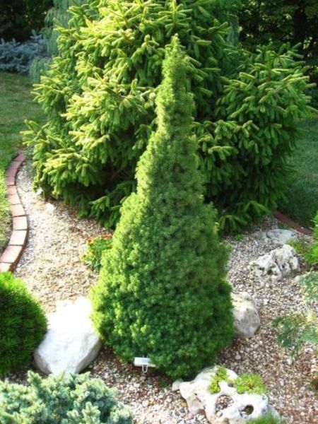 Ялина канадська Цукерхут. (Picea glauca Zuckerhut) C5 CS2075 фото