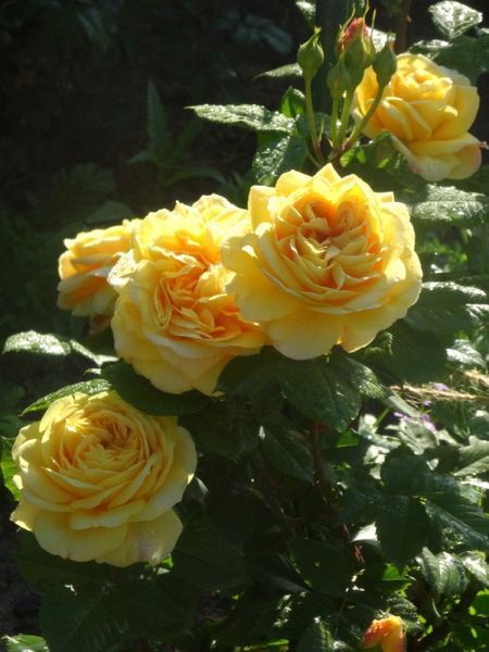 Троянда Сан іде Жардін/Голден Зест/СТО ІДЕЙ САДУ. (Cent Idees Jardin/Golden Zest) Шраб в КОНТЕЙНЕРІ CS1548 фото