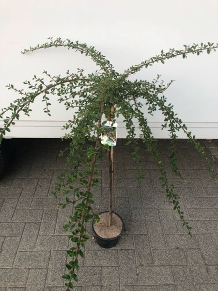 Кизильник іволистий Парк Теппіх. (Cotoneaster salicifolius Park Teppich) НА ОПОРІ, вис 80-120см CS2828 фото