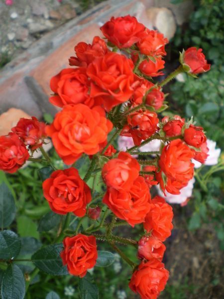 Роза &laquo;Оранж Морсдаг&raquo;/&laquo;Крапелька&raquo;/&laquo;Аничка&raquo; (Orange Morsdag). Бордюрная в горшке 4 л