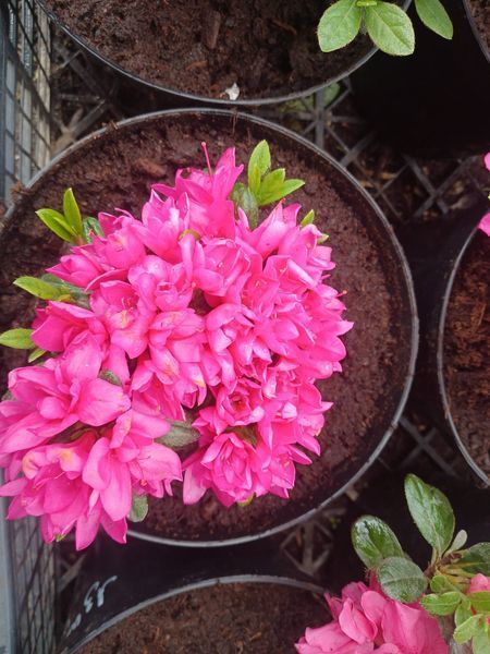 Азалия японская Мелина (Azalea japonica Melina)
