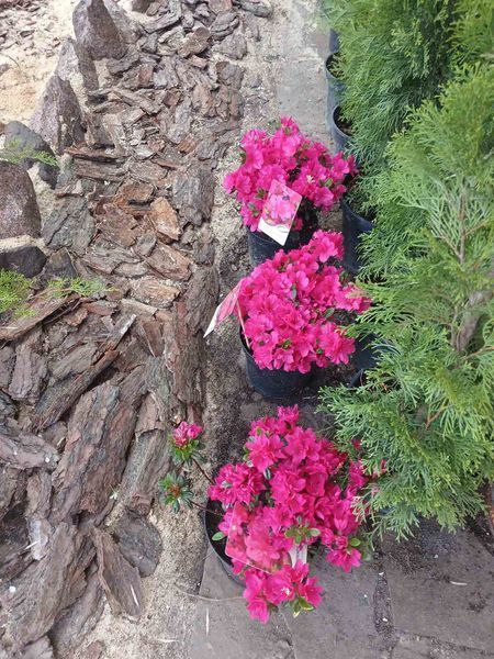 Азалія японська / рододендрон Канзонетта, Azalea japonica Canzonetta - контейнер С3