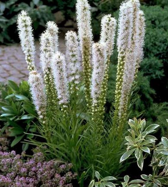 Ліатрис колосковий білий. (Liatris spicata White) Білий