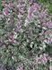 Шавлія лікарська Триколор (Salvia officinalis Tricolor) Р9 V70300 фото 1