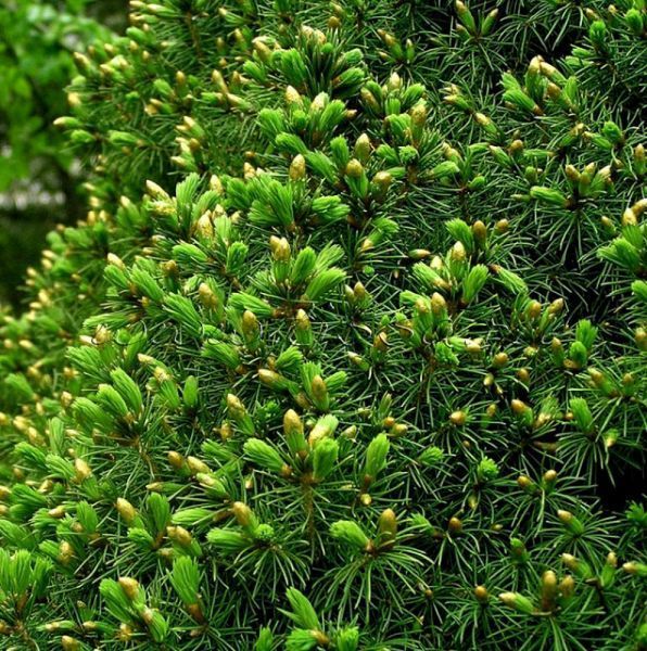 Ялина канадська Цукерхут. (Picea glauca Zuckerhut) C5 CS2075 фото