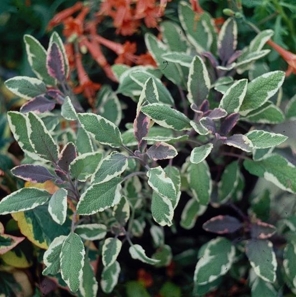 Шавлія лікарська Триколор (Salvia officinalis Tricolor) Р9 V70300 фото