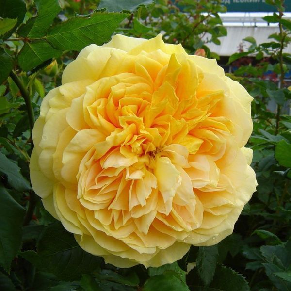 Троянда Сан іде Жардін/Голден Зест/СТО ІДЕЙ САДУ. (Cent Idees Jardin/Golden Zest) Шраб в КОНТЕЙНЕРІ CS1548 фото