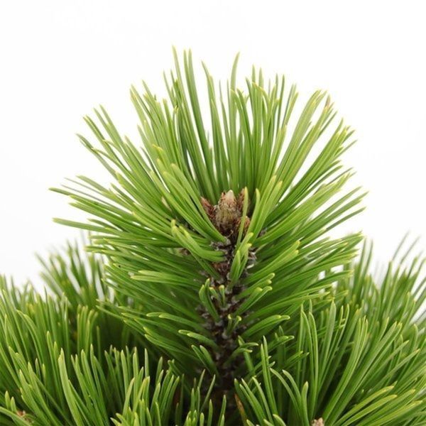Сосна белокорая Компакт Джем. (Pinus leucodermis Compact Gem) С15 CS2375 фото