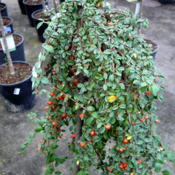 Кизильник іволистий Парк Теппіх. (Cotoneaster salicifolius Park Teppich) НА ОПОРІ, вис 80-120см CS2828 фото