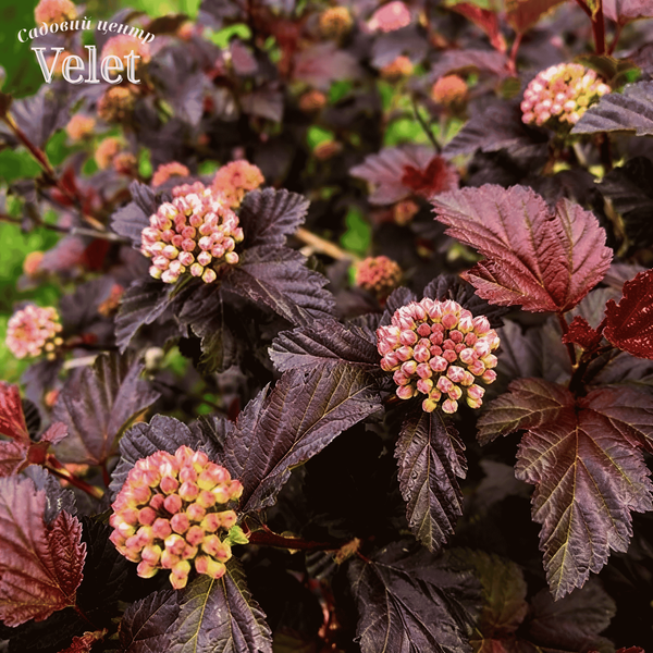 Пузыреплодник Magical Sweet Cherry Tea C5 купить &mdash; декоративный кустарник для изгороди V10037 фото