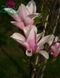 Магнолія Джорж Генрі Керн. (Magnolia George Henry Kern) С15 CS2878 фото 2