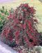 Кизильник іволистий Парк Теппіх. (Cotoneaster salicifolius Park Teppich) НА ОПОРІ, вис 80-120см CS2828 фото 2