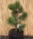 Сосна белокорая Компакт Джем. (Pinus leucodermis Compact Gem) С15 CS2375 фото 3