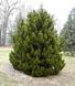 Сосна белокорая Компакт Джем. (Pinus leucodermis Compact Gem) С15 CS2375 фото 1