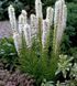 Ліатрис колосковий білий. (Liatris spicata White) Білий CS1848 фото 2