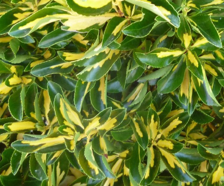 Бересклет Форчуна Санспот. (Euonymus fortunei Sunspot) P9