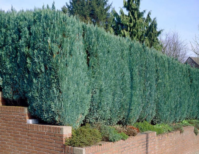 Кіпарисовик Лавсона Колумнаріс. (Chamaecyparis Lawsoniana Columnaris) С2 CS2175 фото
