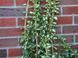 Бересклет Форчуна Санспот. (Euonymus fortunei Sunspot) P9 CS2528 фото 4