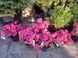 Азалія японська / рододендрон Канзонетта, Azalea japonica Canzonetta - контейнер С3 V62187 фото 2