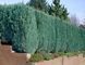 Кіпарисовик Лавсона Колумнаріс. (Chamaecyparis Lawsoniana Columnaris) С2 CS2175 фото 2
