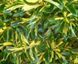 Бересклет Форчуна Санспот. (Euonymus fortunei Sunspot) P9 CS2528 фото 2