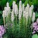 Ліатрис колосковий білий. (Liatris spicata White) Білий CS1848 фото 1