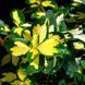 Бересклет Форчуна Санспот. (Euonymus fortunei Sunspot) P9 CS2528 фото 1