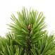 Сосна белокорая Компакт Джем. (Pinus leucodermis Compact Gem) С15 CS2375 фото 2