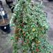 Кизильник іволистий Парк Теппіх. (Cotoneaster salicifolius Park Teppich) НА ОПОРІ, вис 80-120см CS2828 фото 4