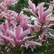 Магнолія Джорж Генрі Керн. (Magnolia George Henry Kern) С15 CS2878 фото 1