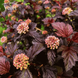 Пузыреплодник Magical Sweet Cherry Tea C5 купить &mdash; декоративный кустарник для изгороди V10037 фото 2