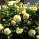 Троянда Сан іде Жардін/Голден Зест/СТО ІДЕЙ САДУ. (Cent Idees Jardin/Golden Zest) Шраб в КОНТЕЙНЕРІ CS1548 фото 1