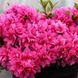 Азалия японская Мелина (Azalea japonica Melina)   V10109 фото 1